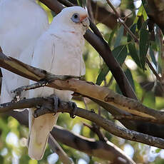 Cacatoès corella