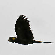 Yellow-tailed Black Cockatoo