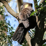 Yellow-tailed Black Cockatoo