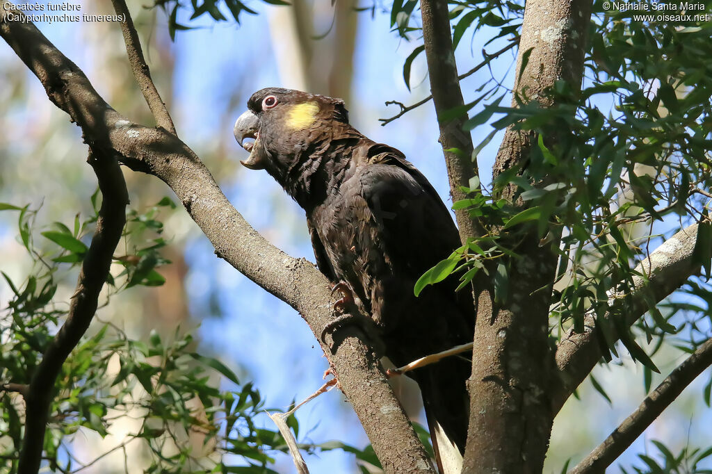 Yellow-tailed Black Cockatoo male adult, identification