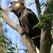 Yellow-tailed Black Cockatoo