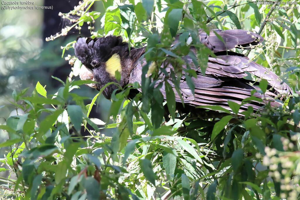 Yellow-tailed Black Cockatoo female adult, identification