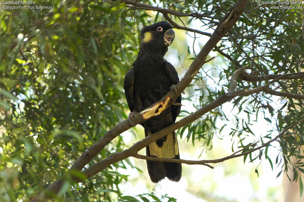 Yellow-tailed Black Cockatoo male adult, identification