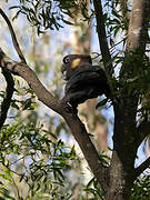 Yellow-tailed Black Cockatoo