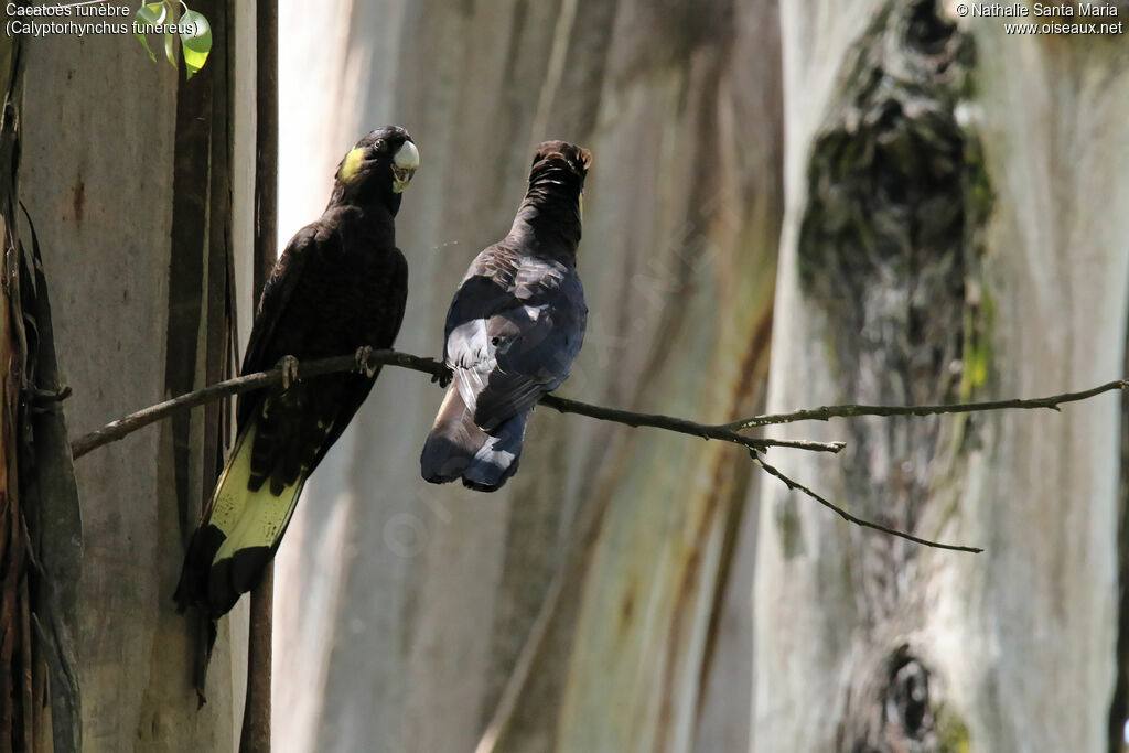 Yellow-tailed Black Cockatooadult, habitat