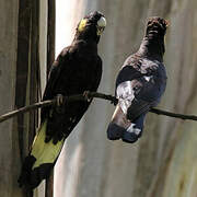 Yellow-tailed Black Cockatoo