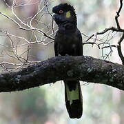 Yellow-tailed Black Cockatoo