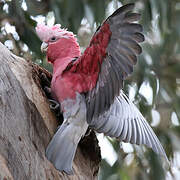 Galah