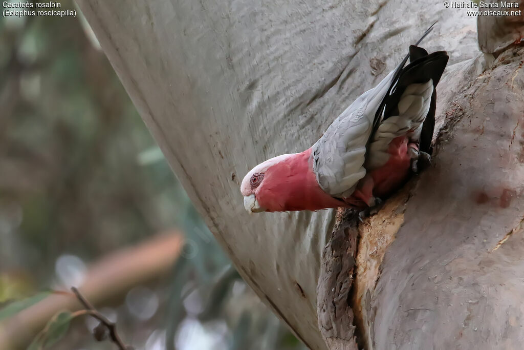 Galah female adult, identification