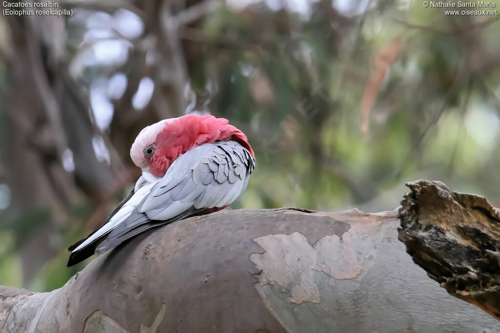 Galah male adult, identification