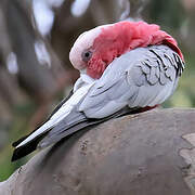 Galah