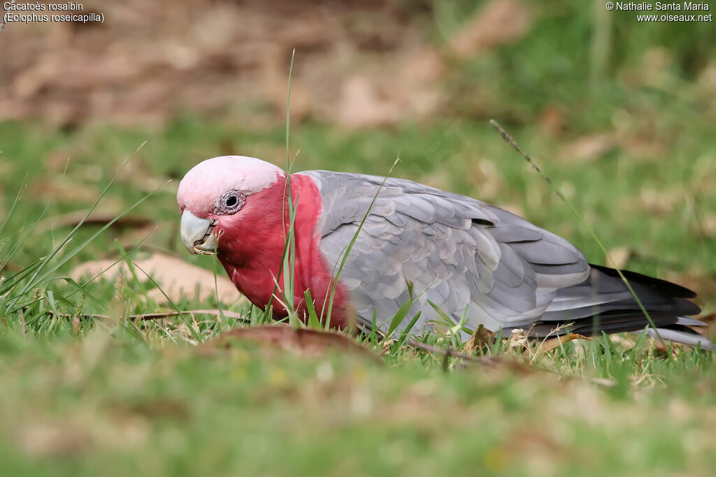 Galah male adult, habitat, eats