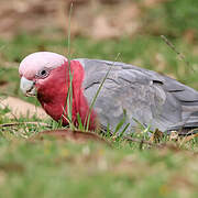 Galah