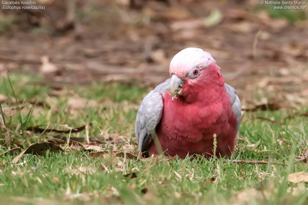 Galah female adult, habitat, eats