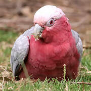 Galah