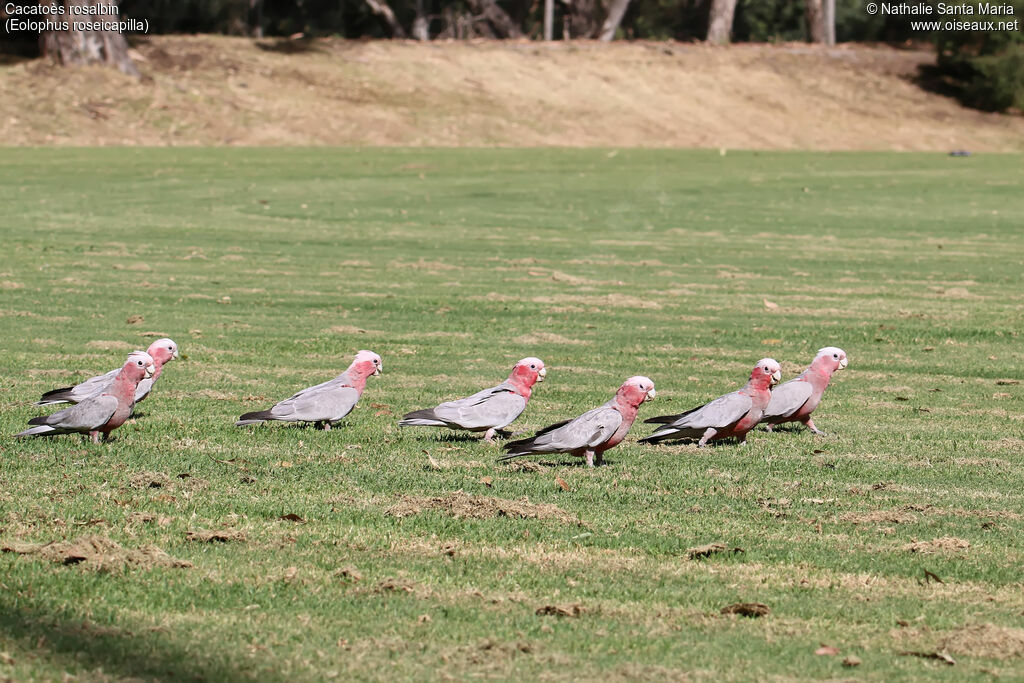 Galah, habitat, walking