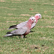 Galah