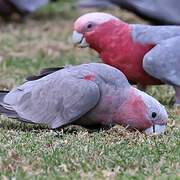 Galah