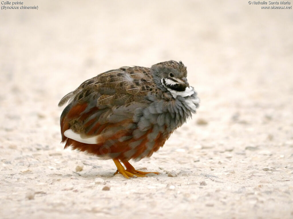 King Quail male adult, identification, Behaviour