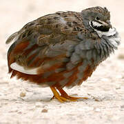 King Quail