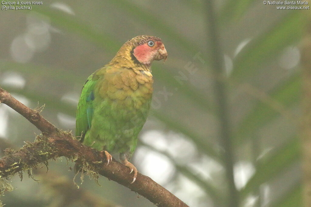 Rose-faced Parrotadult, identification