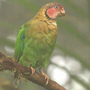 Rose-faced Parrot