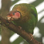 Rose-faced Parrot