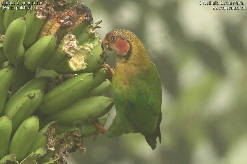 Rose-faced Parrotadult, identification, feeding habits, eats