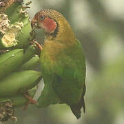 Rose-faced Parrot