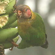 Rose-faced Parrot