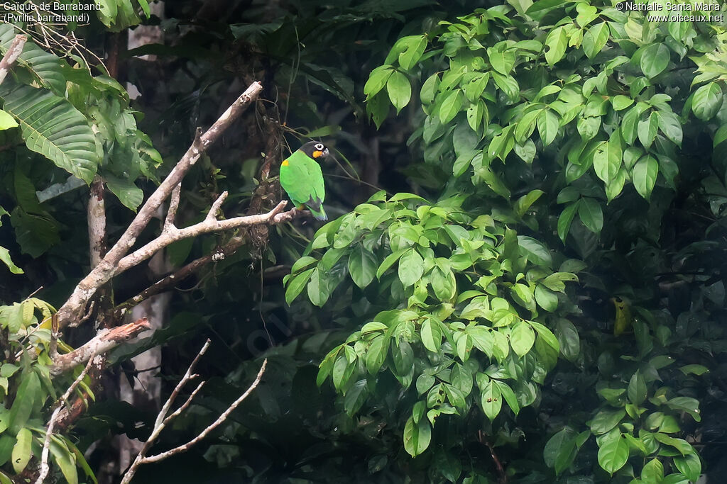 Caïque de Barraband