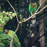 Caïque de Barraband