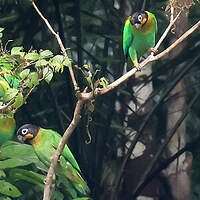 Caïque de Barraband