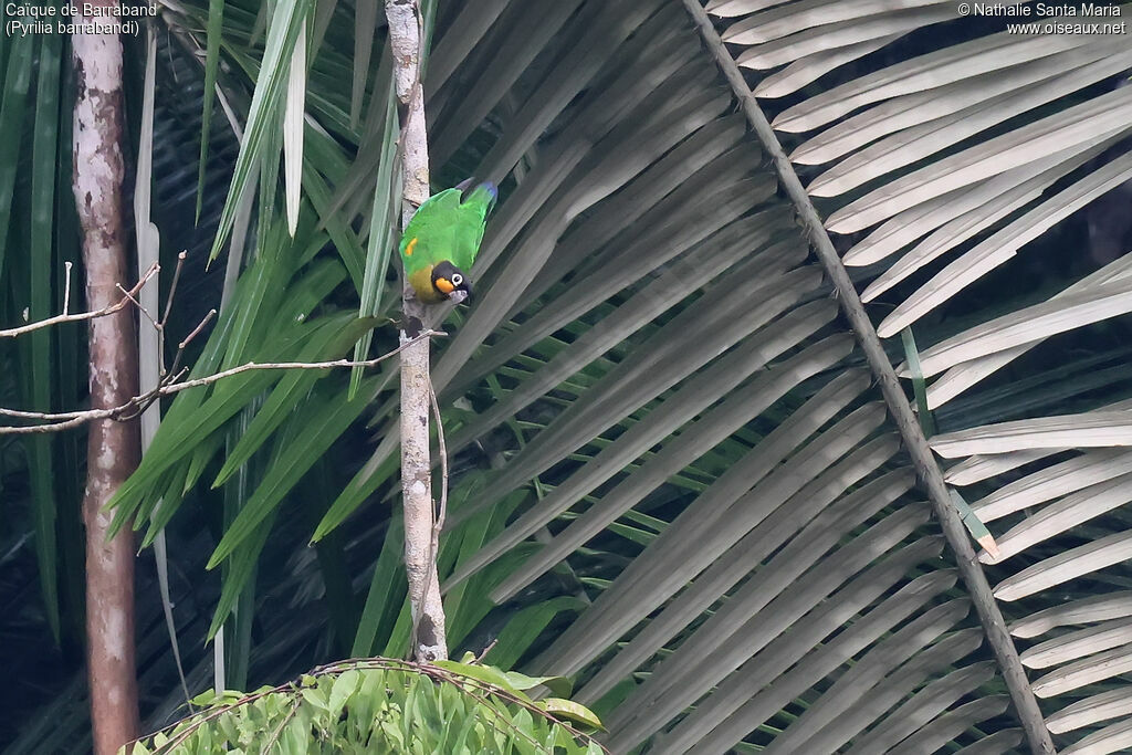 Caïque de Barraband