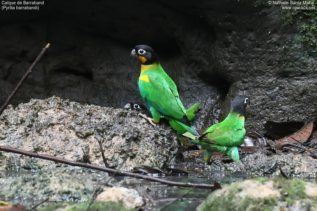 Caïque de Barraband