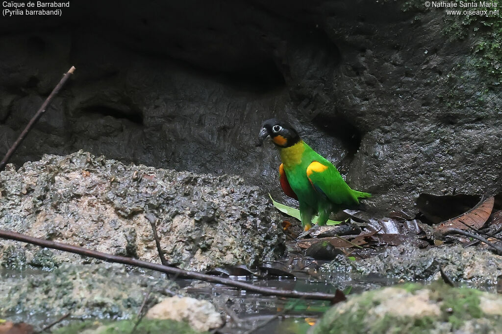 Caïque de Barraband