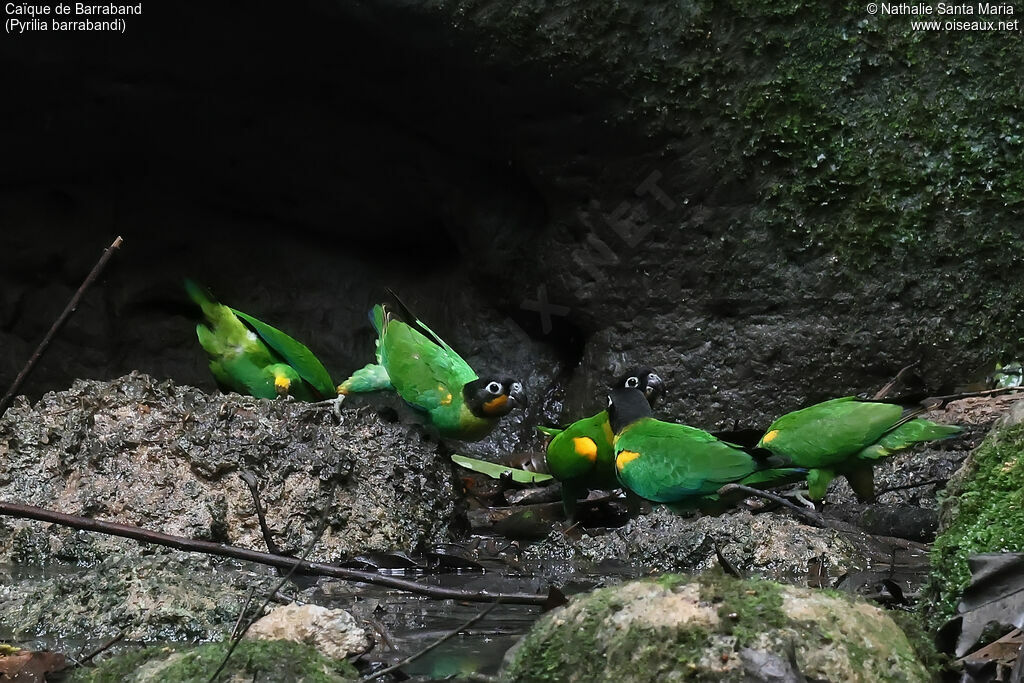 Caïque de Barraband