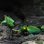 Caïque de Barraband