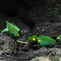 Caïque de Barraband