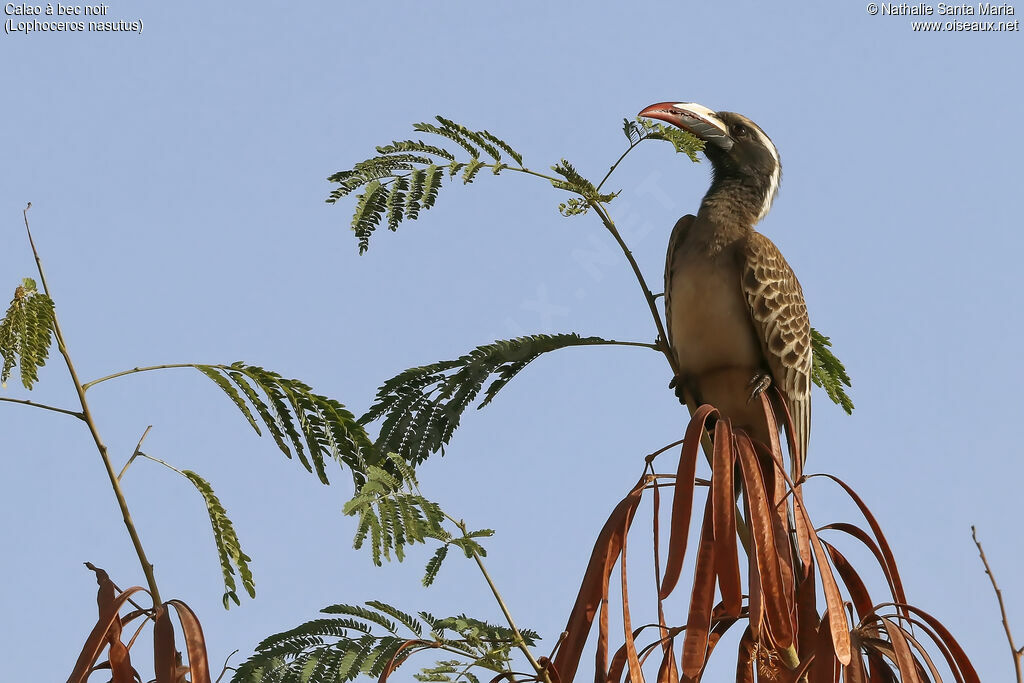 African Grey Hornbill female adult, identification