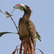 African Grey Hornbill