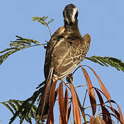 African Grey Hornbill