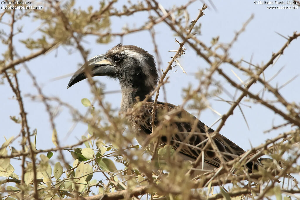 Calao à bec noir, identification, habitat