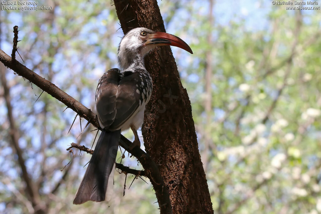 Northern Red-billed Hornbill male adult, identification, habitat