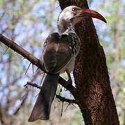 Northern Red-billed Hornbill