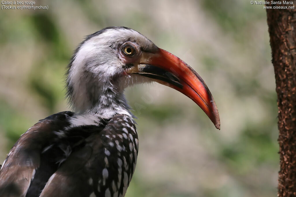 Northern Red-billed Hornbill male adult, identification, close-up portrait, habitat