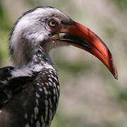 Northern Red-billed Hornbill