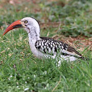 Northern Red-billed Hornbill