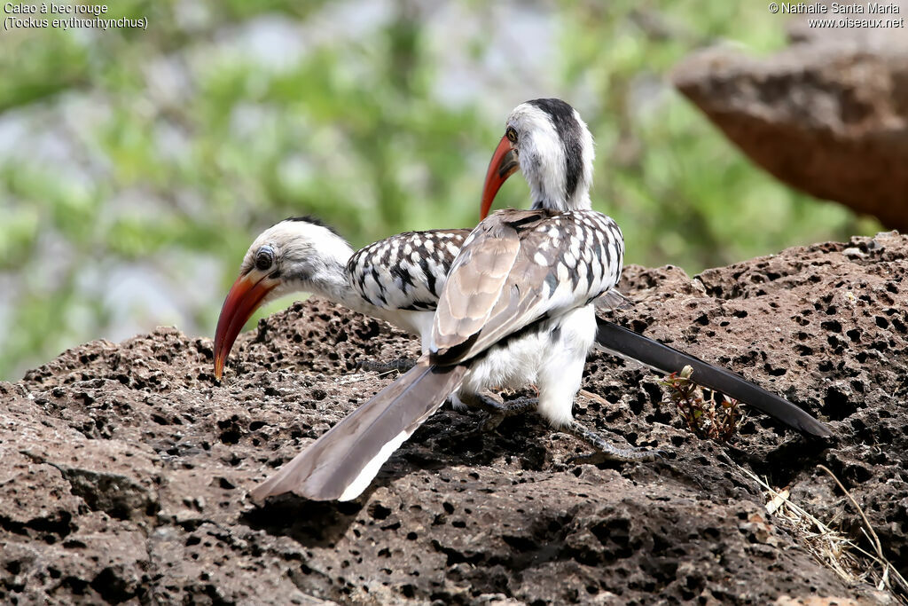 Northern Red-billed Hornbilladult, habitat