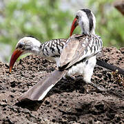 Northern Red-billed Hornbill